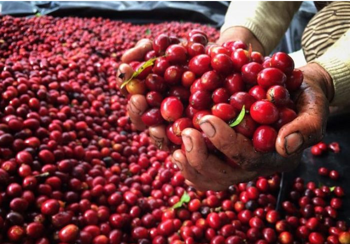 Cà phê Việt Nam có cán cân cung cầu chênh lệch lớn ở các doanh nghiệp, tại sao nói giá cà phê còn cao?- Ảnh 1.