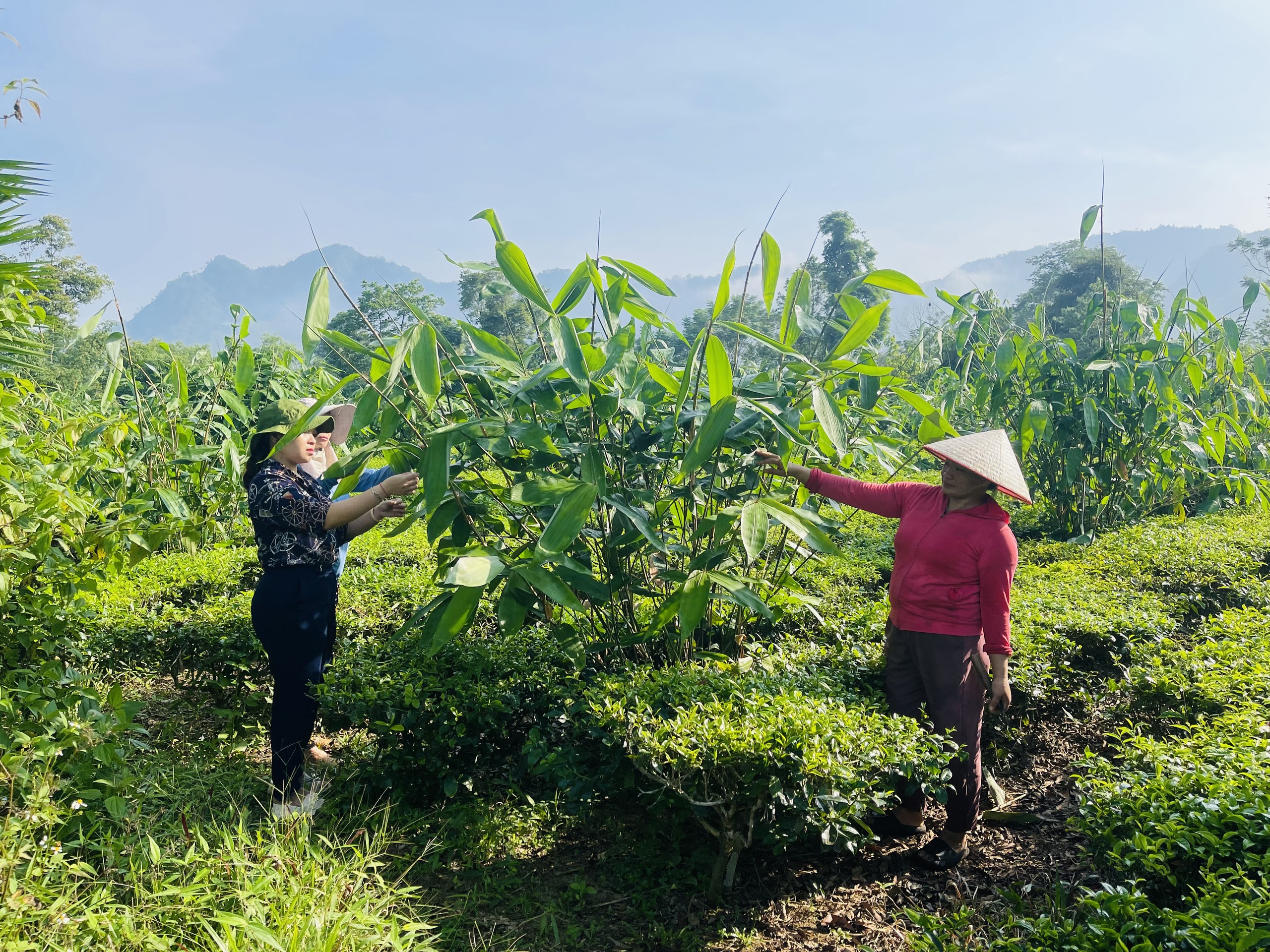 Trồng thứ cây rừng tốt lòa xòa ở một huyện của Hà Giang, dân bứt lá bán, "tự trả lương cao" cho chính mình- Ảnh 2.