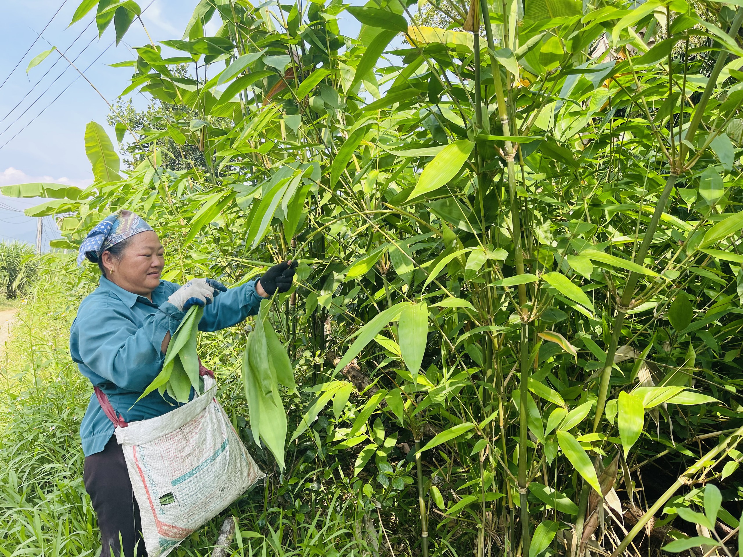 Trồng thứ cây rừng tốt lòa xòa ở một huyện của Hà Giang, dân bứt lá bán, "tự trả lương cao" cho chính mình- Ảnh 3.
