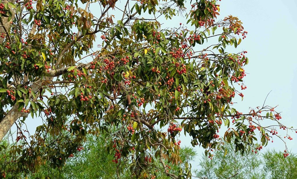 Loại quả rừng vị ngon rất lạ ở An Giang, màu đỏ au, xưa chín đỏ chẳng ai ngó ngàng nay thành đặc sản- Ảnh 2.