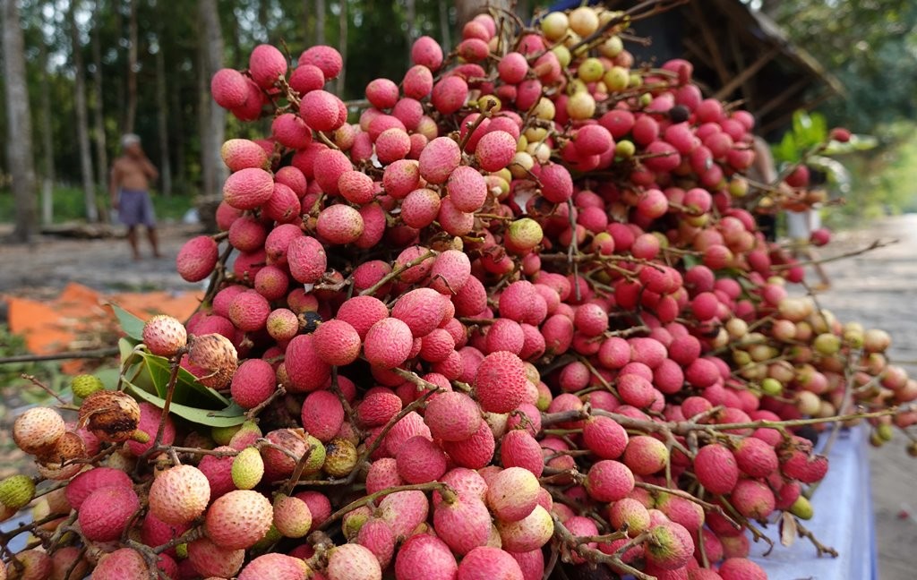 Loại quả rừng vị ngon rất lạ ở An Giang, màu đỏ au, xưa chín đỏ chẳng ai ngó ngàng nay thành đặc sản- Ảnh 1.