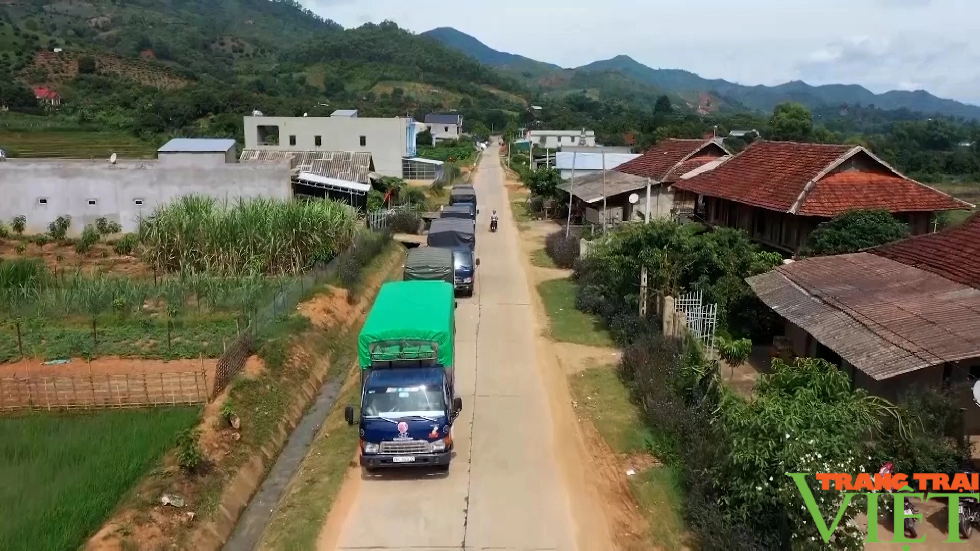 Sơn La: Nhãn chín sớm trên vùng cao biên giới Sông Mã- Ảnh 3.