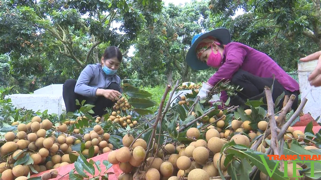 Sơn La: Nhãn chín sớm trên vùng cao biên giới Sông Mã- Ảnh 4.