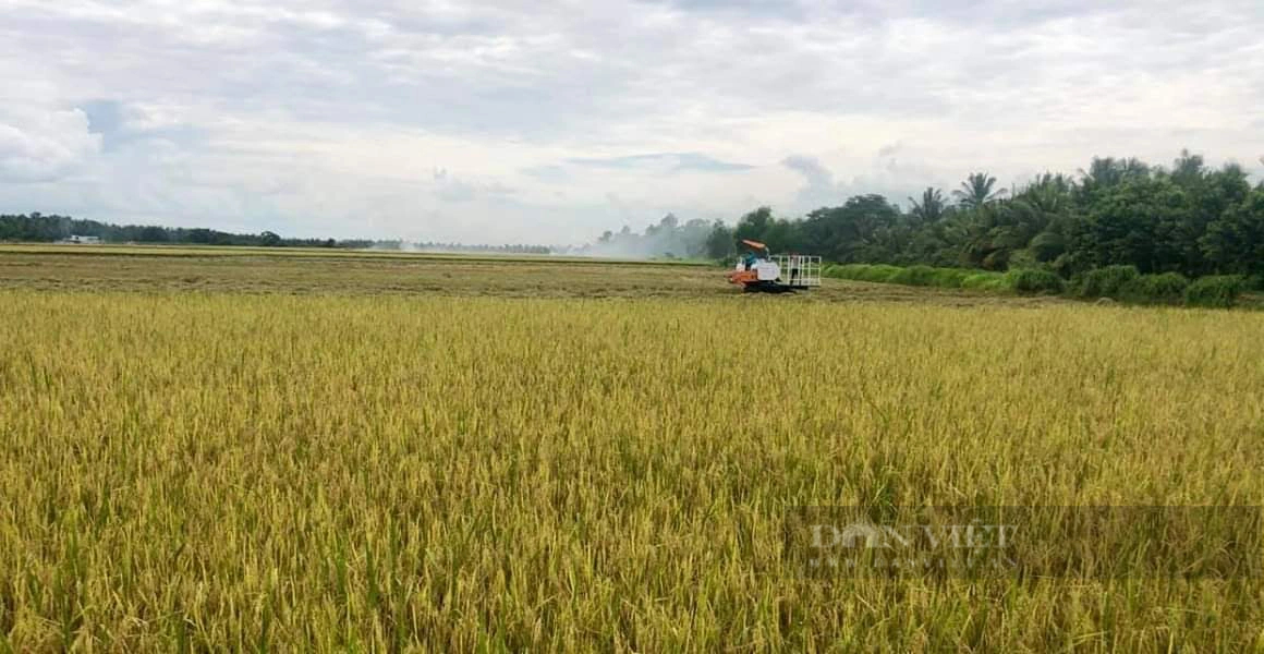 Tập đoàn Lộc Trời đã trả xong toàn bộ tiền mua lúa cho nông dân tại An Giang- Ảnh 2.