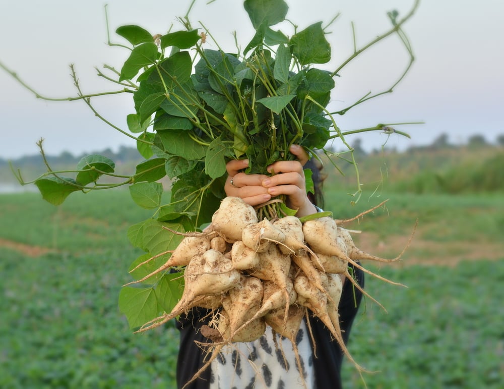 Một loại củ ngọt mát mà giá chỉ vài nghìn đồng/kg giúp hạ đường huyết, giảm cân nhanh, chợ Việt nào cũng bán- Ảnh 2.