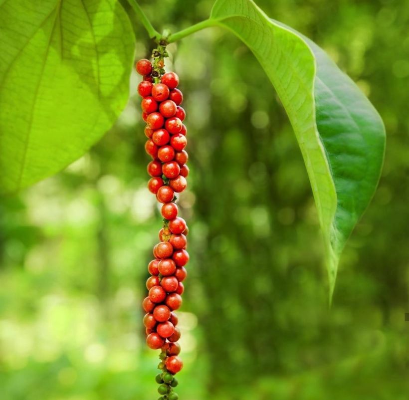 Giá hạt tiêu lại tăng cao kỷ lục, nguồn cung tiêu hạn chế trên toàn cầu- Ảnh 2.