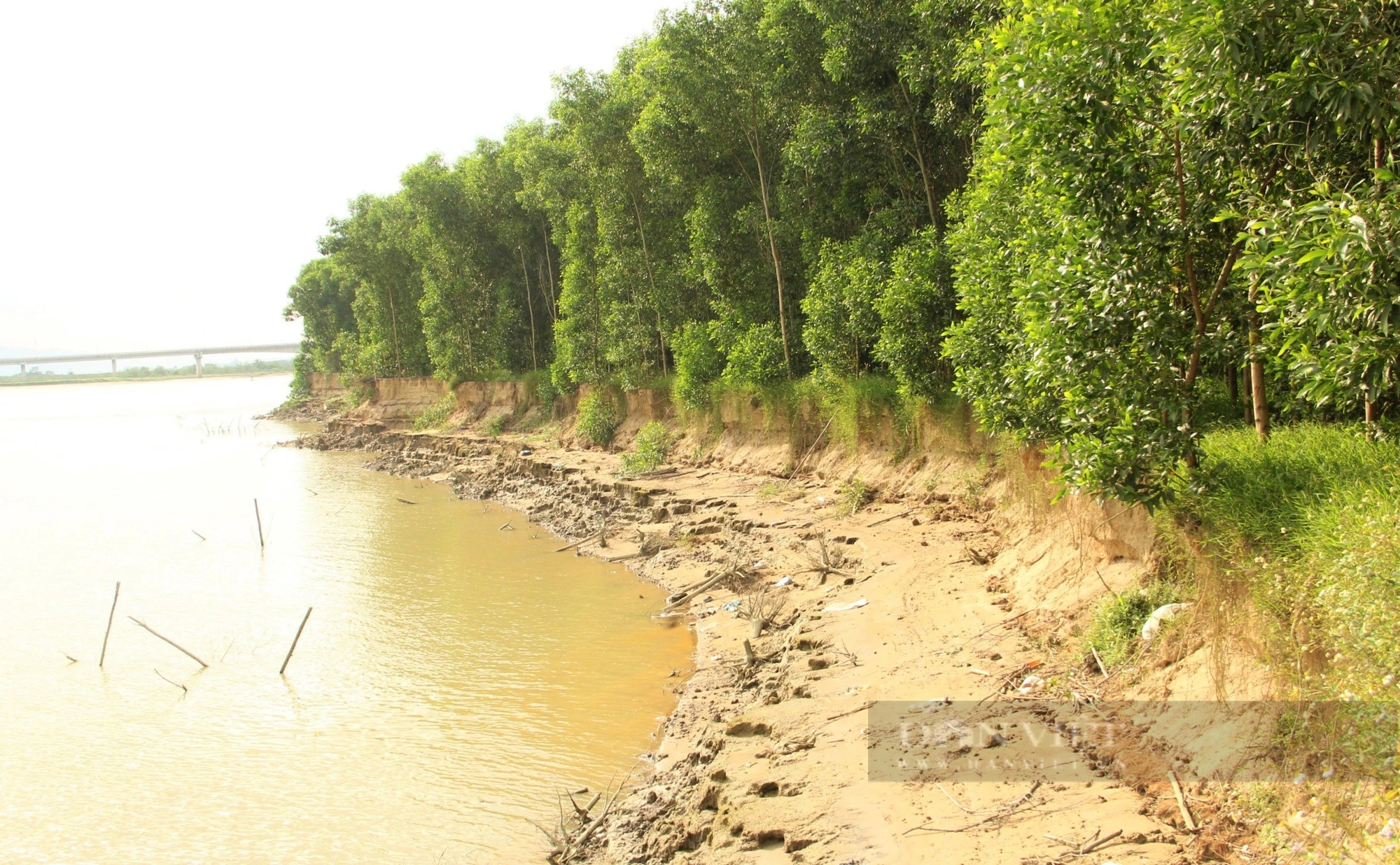 Dân Nghệ An đang lo một dòng sông nổi tiếng "nuốt trôi" đất bãi, rau màu- Ảnh 3.