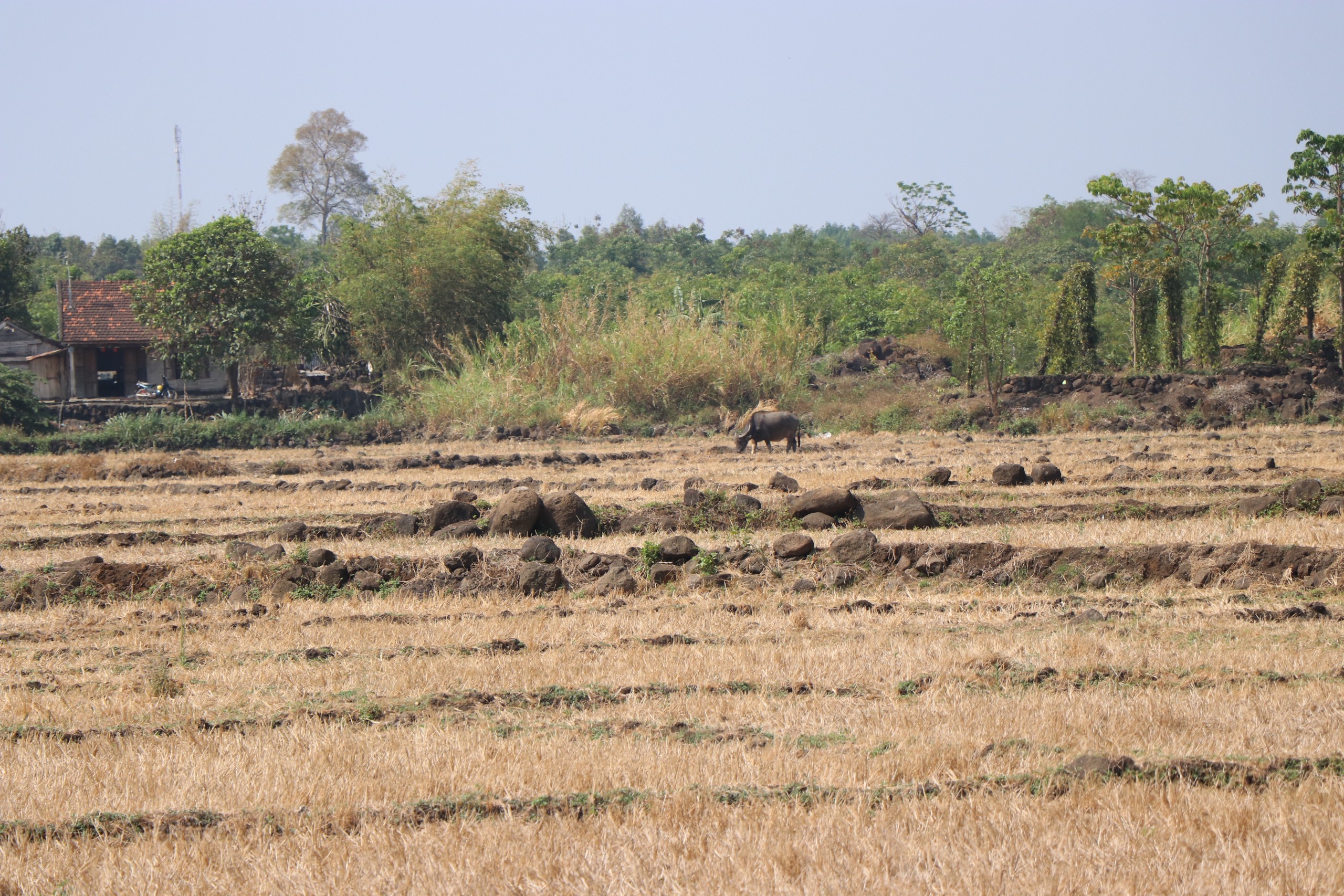Hơn 7.200 ha cây trồng trên địa bàn tỉnh Đắk Nông bị ảnh hưởng do hạn hán- Ảnh 2.