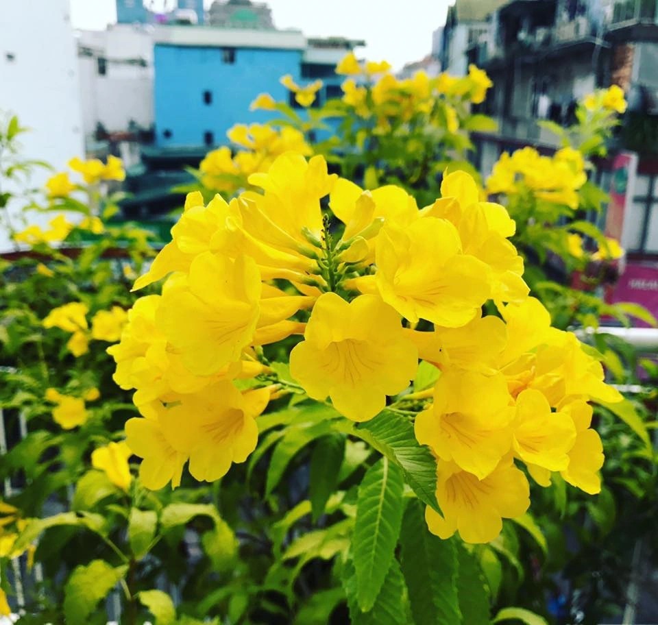 Một nơi ở Long An có đường hoa nông thôn mới trồng hoa tường vi, hoa hoàng yến đẹp như phim- Ảnh 6.