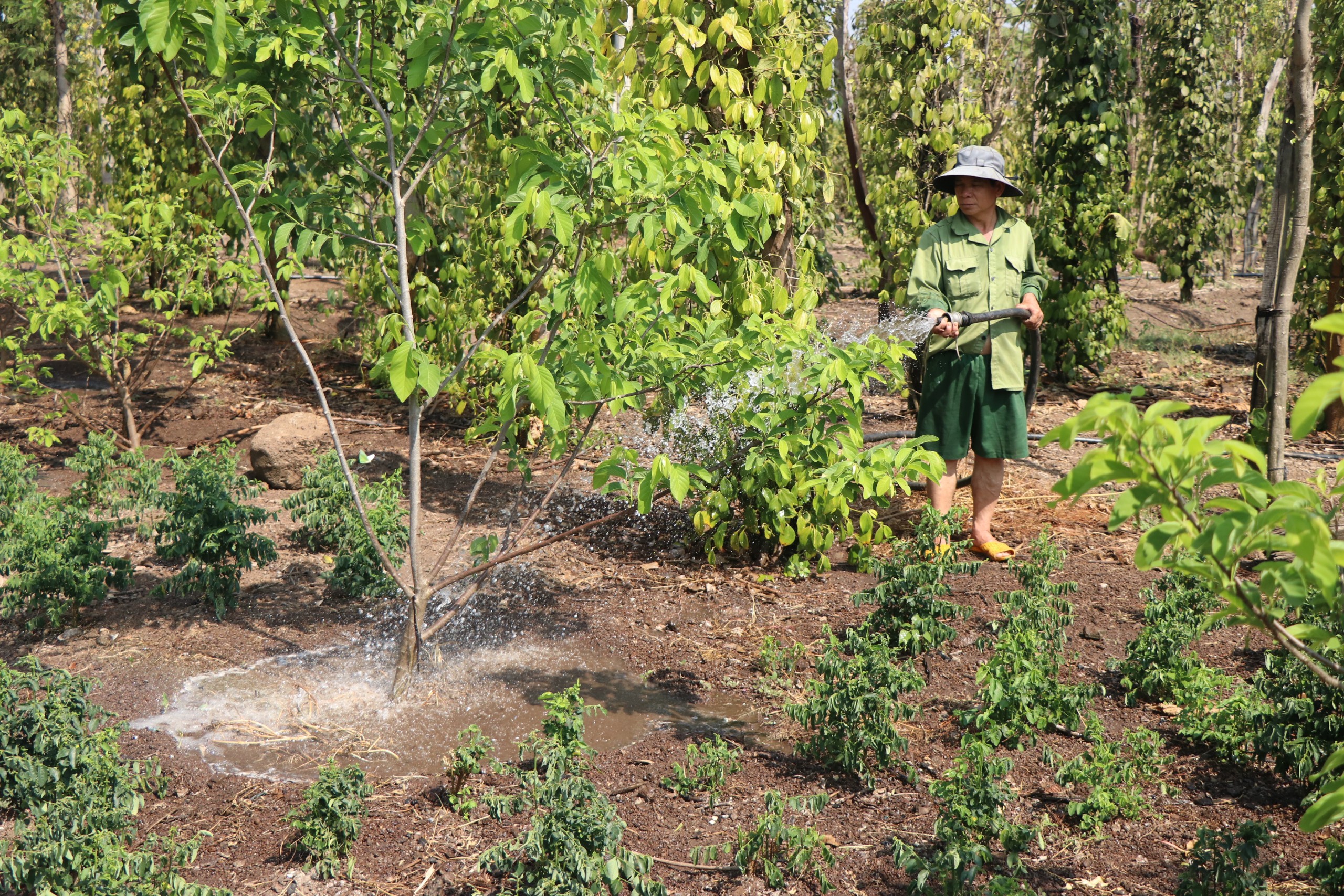 Hơn 7.200 ha cây trồng trên địa bàn tỉnh Đắk Nông bị ảnh hưởng do hạn hán- Ảnh 1.