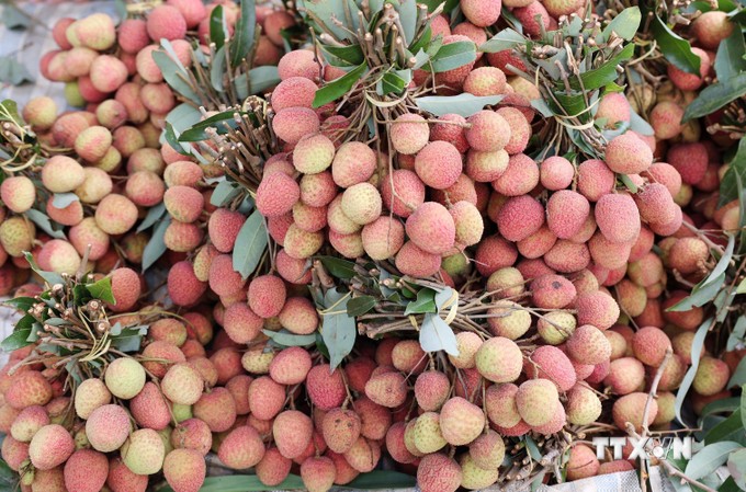 Nắng hạn khốc liệt như thế mà loại cây này ở Đắk Lắk vẫn "bật" ra trái ngon, giá bán cao gấp đôi năm rồi- Ảnh 4.