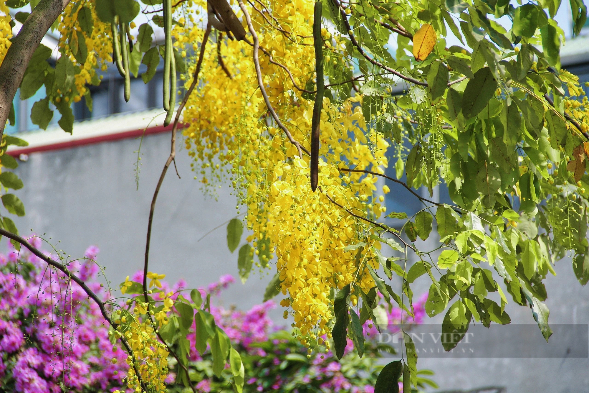 Rực rỡ sắc vàng hoa muồng hoàng yến tại nhiều tuyến phố của Thủ đô- Ảnh 1.