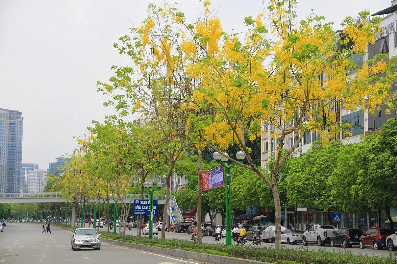 Rực rỡ sắc vàng hoa muồng hoàng yến tại nhiều tuyến phố của Thủ đô- Ảnh 2.