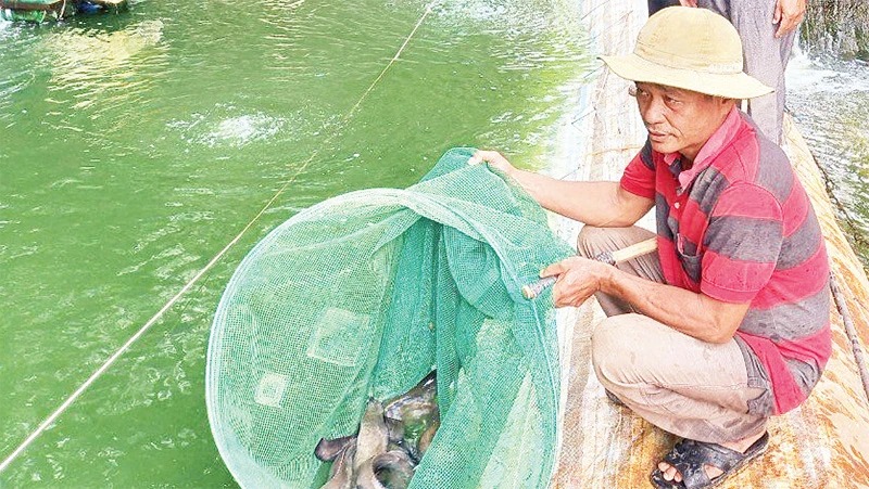 Nuôi dày đặc cá chạch lấu bổ dưỡng, một nông dân Tây Ninh vợt lên bán 220.000 đồng/kg- Ảnh 2.