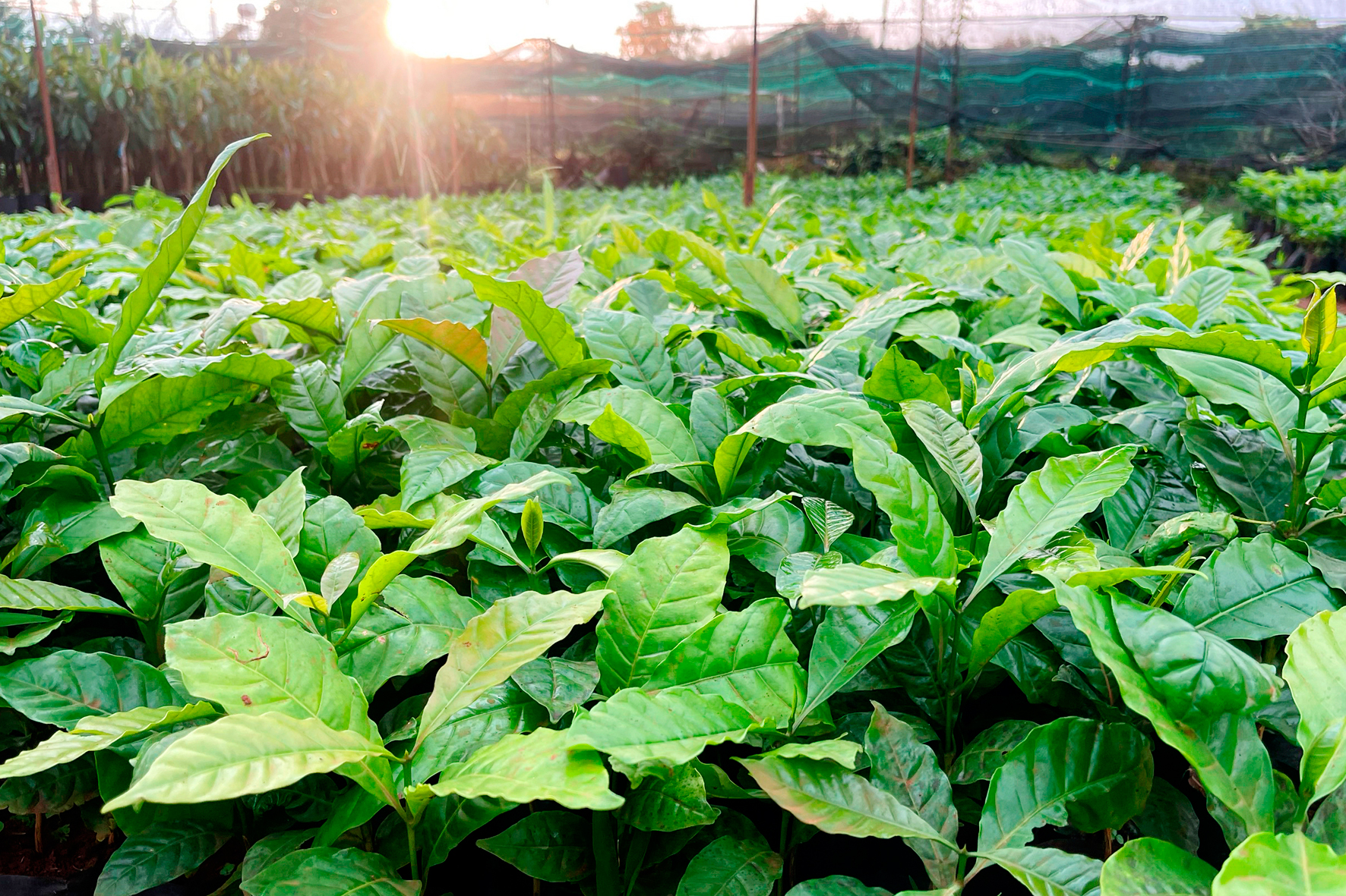 Giá cà phê giống đột nhiên tăng gấp 2 - 3 lần, nông dân Đắk Lắk đã khó mua còn lo kém chất lượng- Ảnh 5.