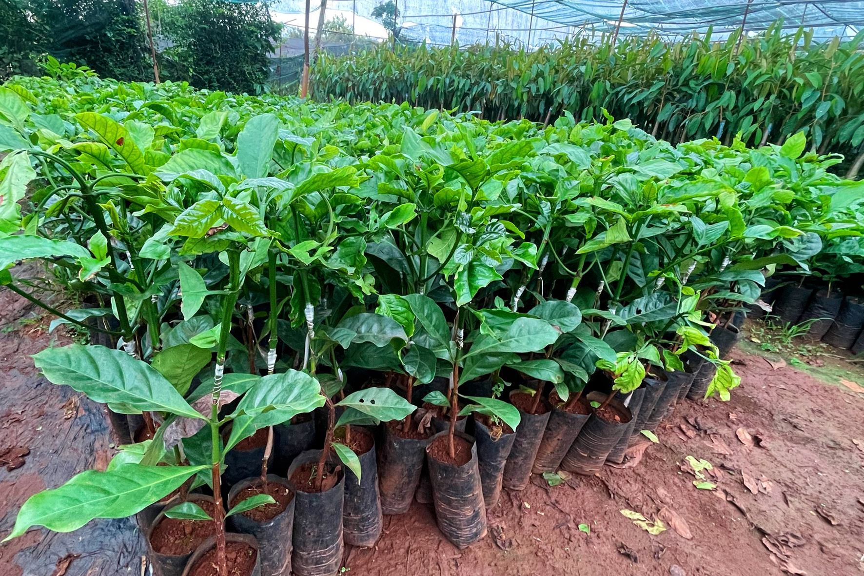 Giá cà phê giống đột nhiên tăng gấp 2 - 3 lần, nông dân Đắk Lắk đã khó mua còn lo kém chất lượng- Ảnh 3.