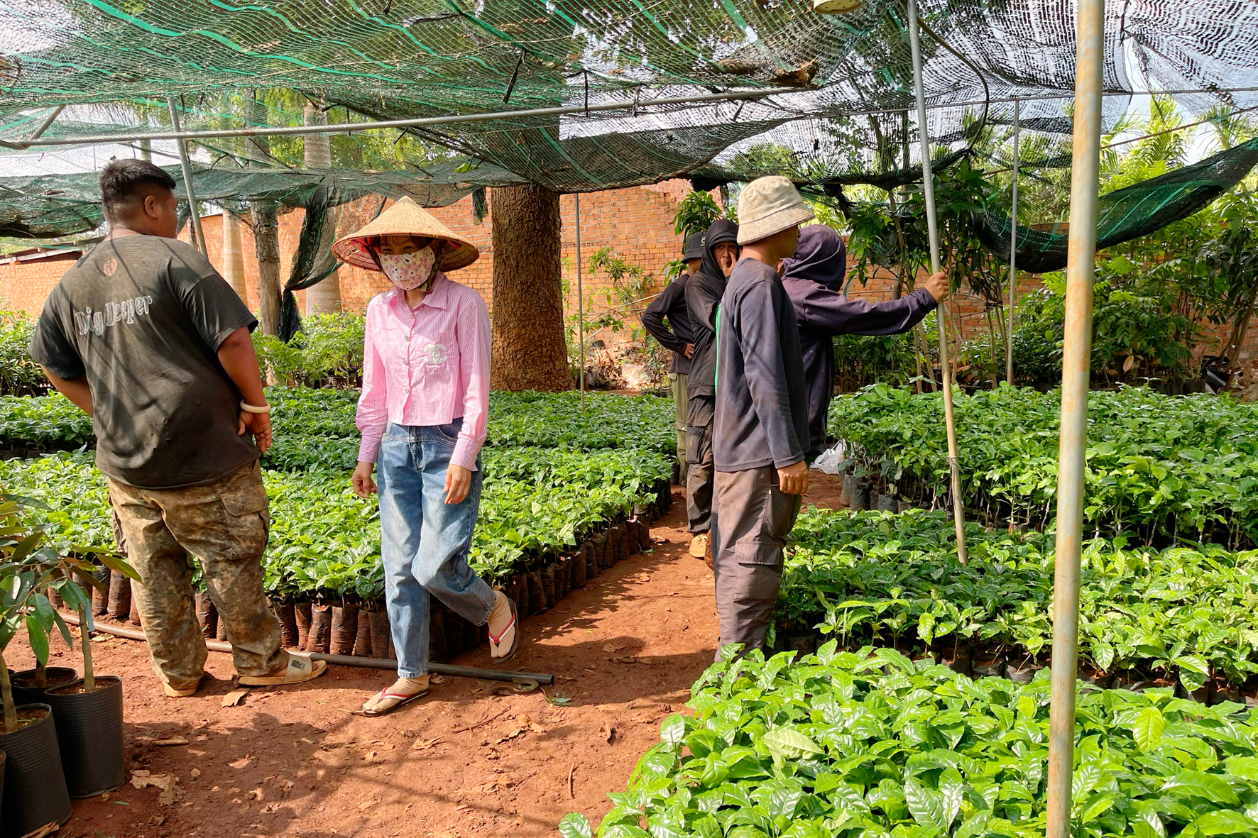 Giá cà phê giống đột nhiên tăng gấp 2 - 3 lần, nông dân Đắk Lắk đã khó mua còn lo kém chất lượng- Ảnh 1.