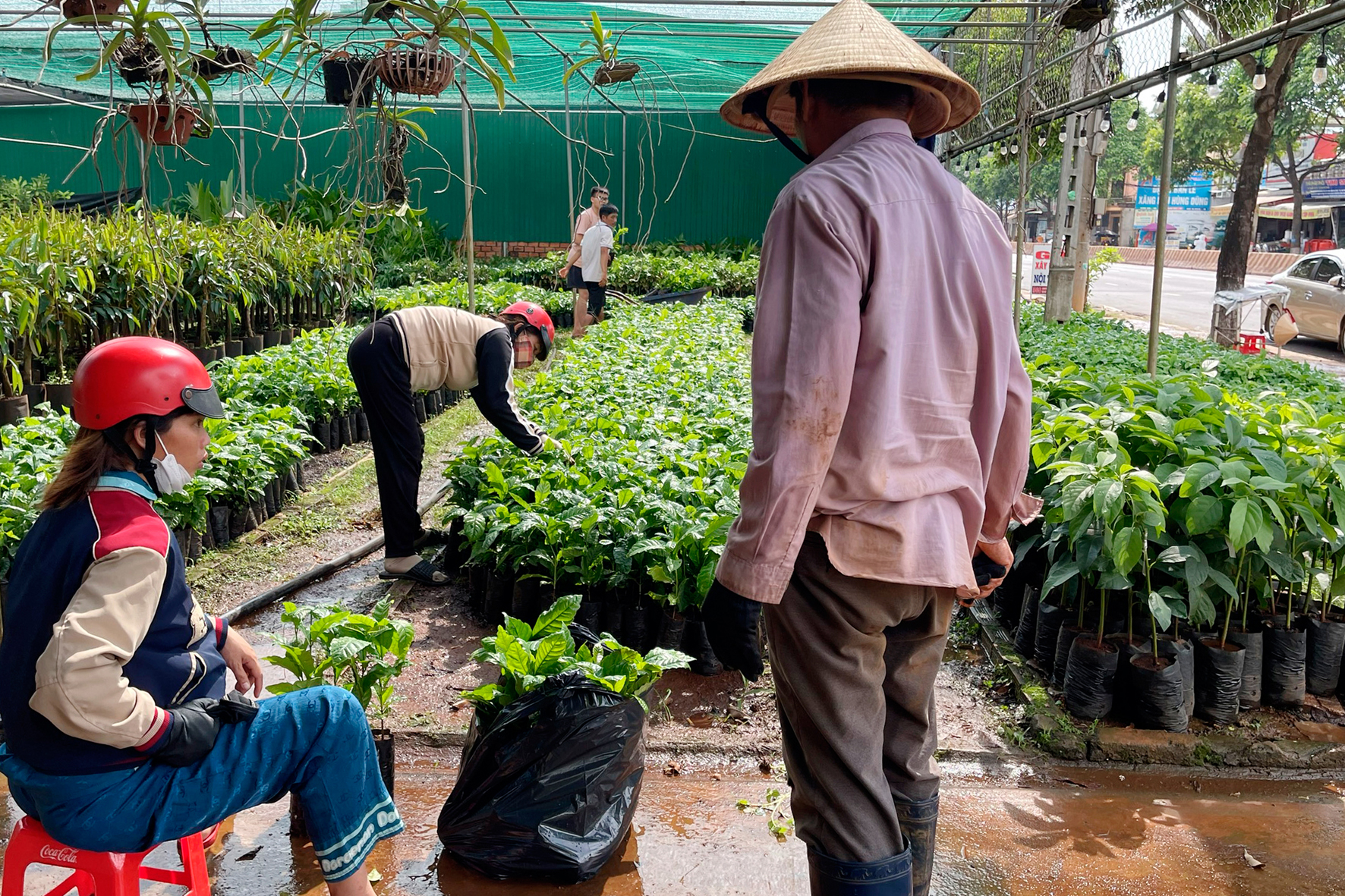 Giá cà phê giống đột nhiên tăng gấp 2 - 3 lần, nông dân Đắk Lắk đã khó mua còn lo kém chất lượng- Ảnh 4.