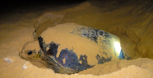 Một con rùa hoang dã khổng lồ bò lên bãi biển của làng ở Bình Định, sau 30 phút đẻ 103 quả trứng to bự- Ảnh 1.