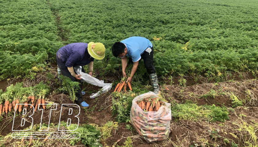 Vùng đất bãi của Thái Bình, nông dân trồng đủ thứ cây, còn trồng được cả hoa tuylip - Ảnh 1.