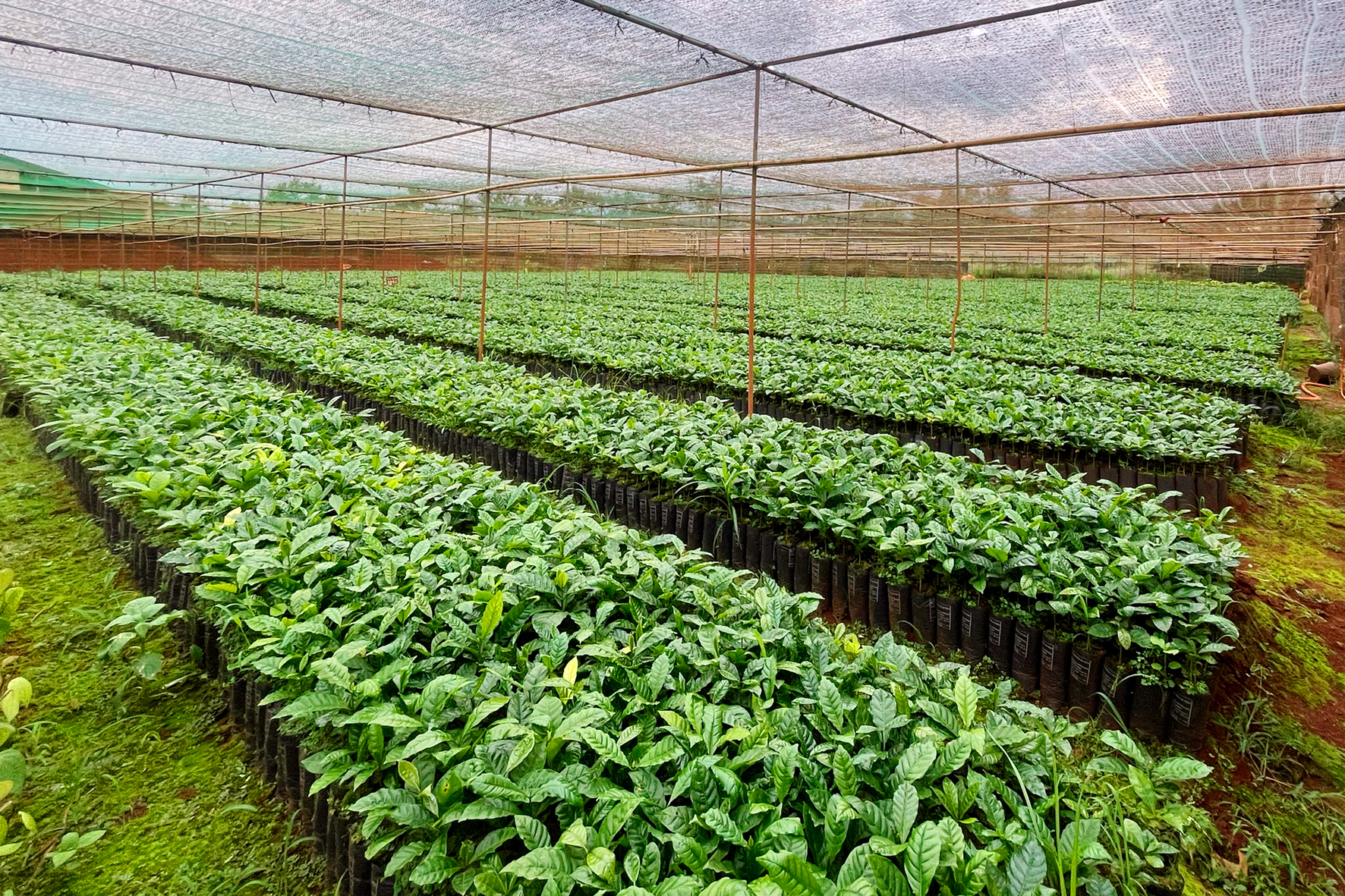 Giá cà phê giống đột nhiên tăng gấp 2 - 3 lần, nông dân Đắk Lắk đã khó mua còn lo kém chất lượng- Ảnh 2.