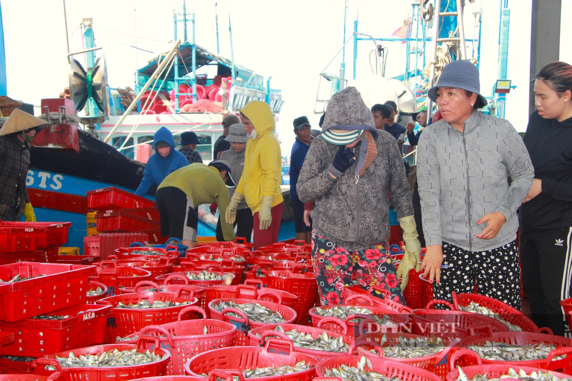 Hối hả ra biển, ngư dân Ninh Thuận kỳ vọng vụ cá nam thuyền đầy tôm cá- Ảnh 2.