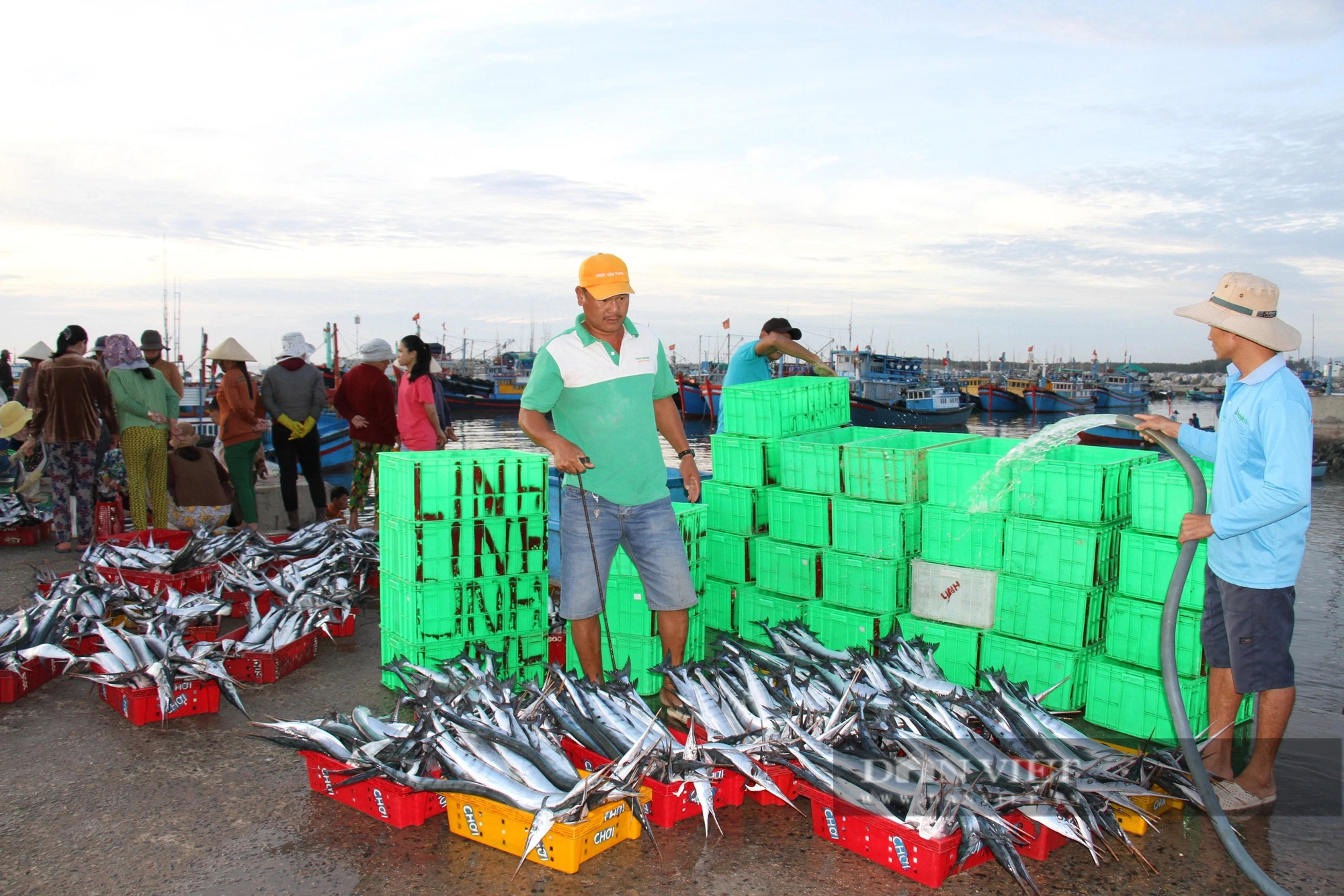 Hối hả ra biển, ngư dân Ninh Thuận kỳ vọng vụ cá nam thuyền đầy tôm cá- Ảnh 3.