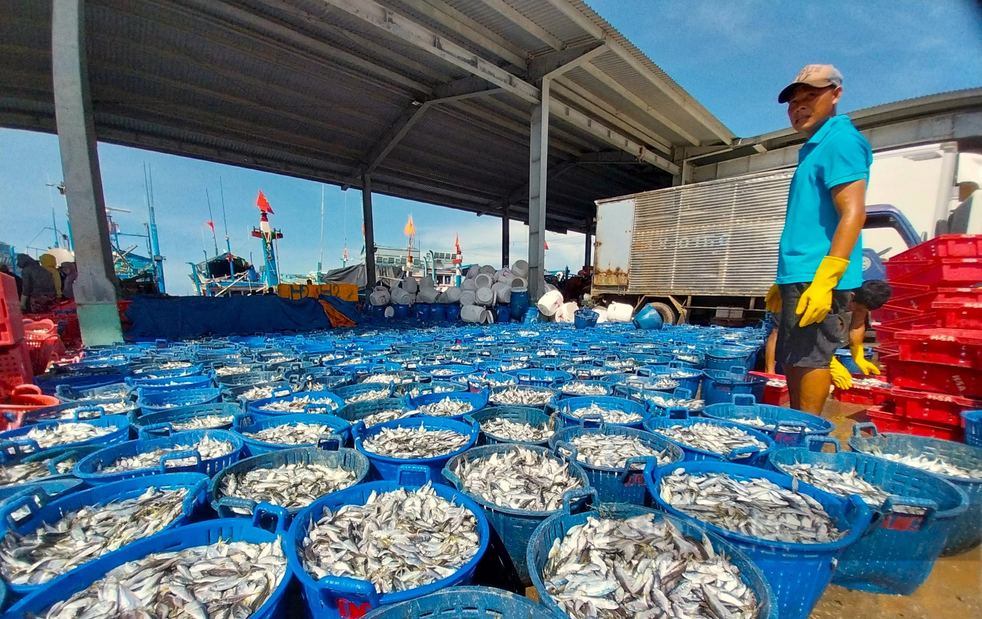 Hối hả ra biển, ngư dân Ninh Thuận kỳ vọng vụ cá nam thuyền đầy tôm cá- Ảnh 4.