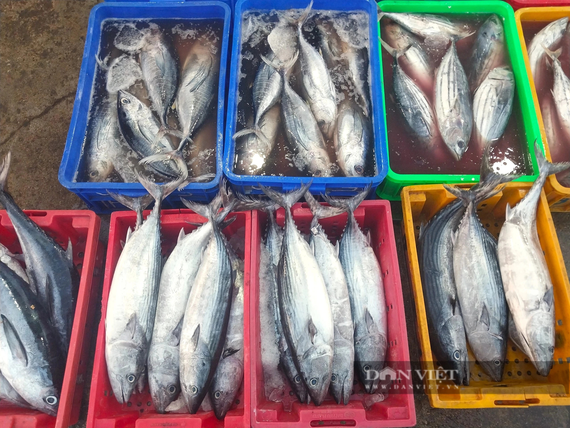Hối hả ra biển, ngư dân Ninh Thuận kỳ vọng vụ cá nam thuyền đầy tôm cá- Ảnh 5.