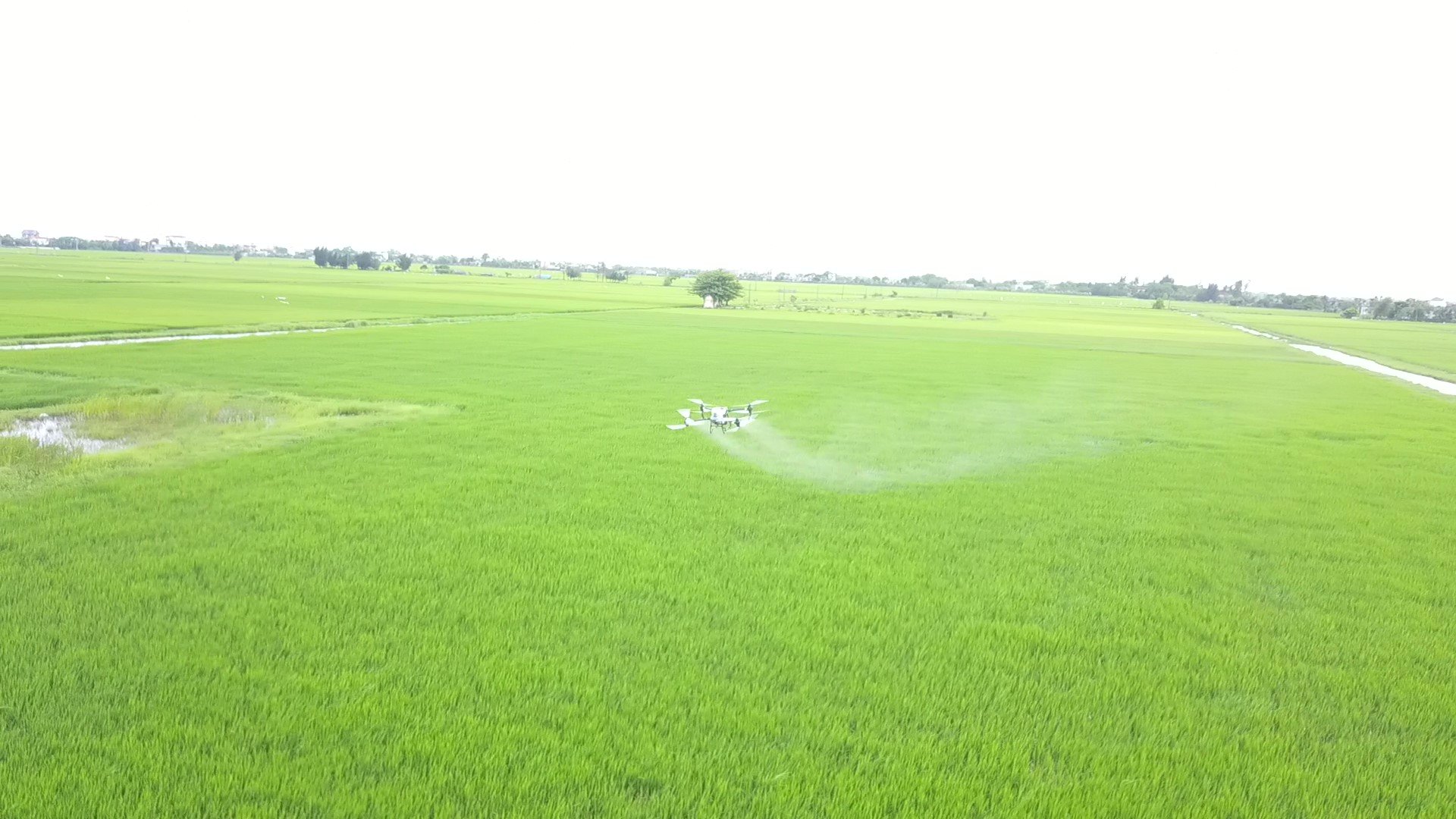Anh nông dân trồng lúa trên cánh đồng thẳng cánh cò bay ở Thái Bình kiểu gì mà nổi tiếng khắp vùng?- Ảnh 5.