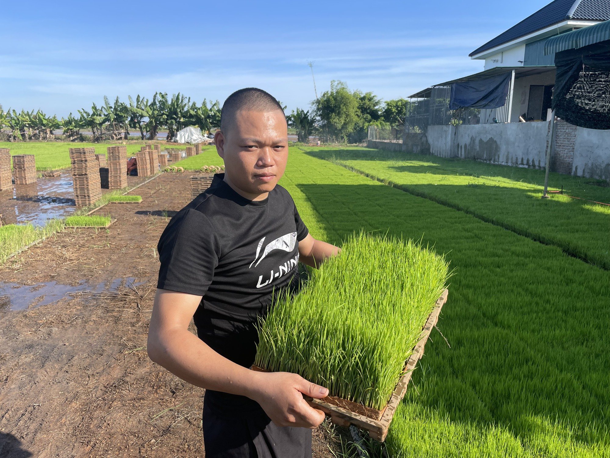 Anh nông dân trồng lúa trên cánh đồng thẳng cánh cò bay ở Thái Bình kiểu gì mà nổi tiếng khắp vùng?- Ảnh 2.