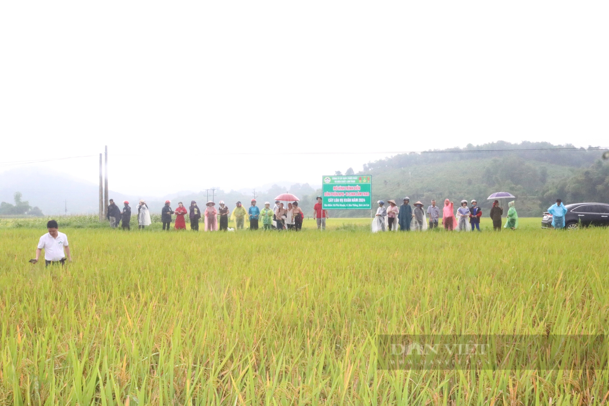 Bón phân NPK vi sinh Lâm Thao, cây lúa ở Lào Cai cho năng suất vượt trội, nông dân lợi đơn lợi kép- Ảnh 3.