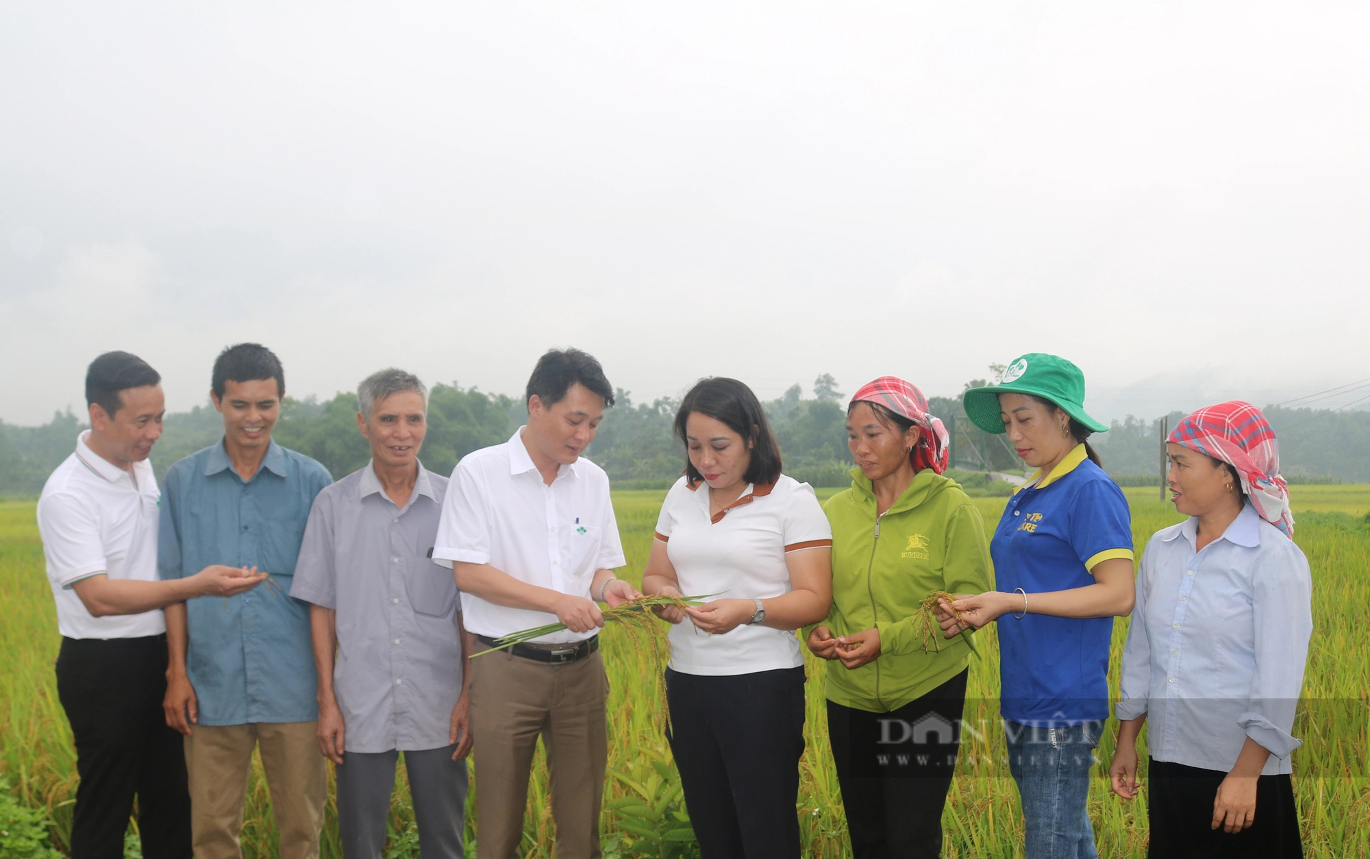 Bón phân NPK vi sinh Lâm Thao, cây lúa ở Lào Cai cho năng suất vượt trội, nông dân lợi đơn lợi kép- Ảnh 4.