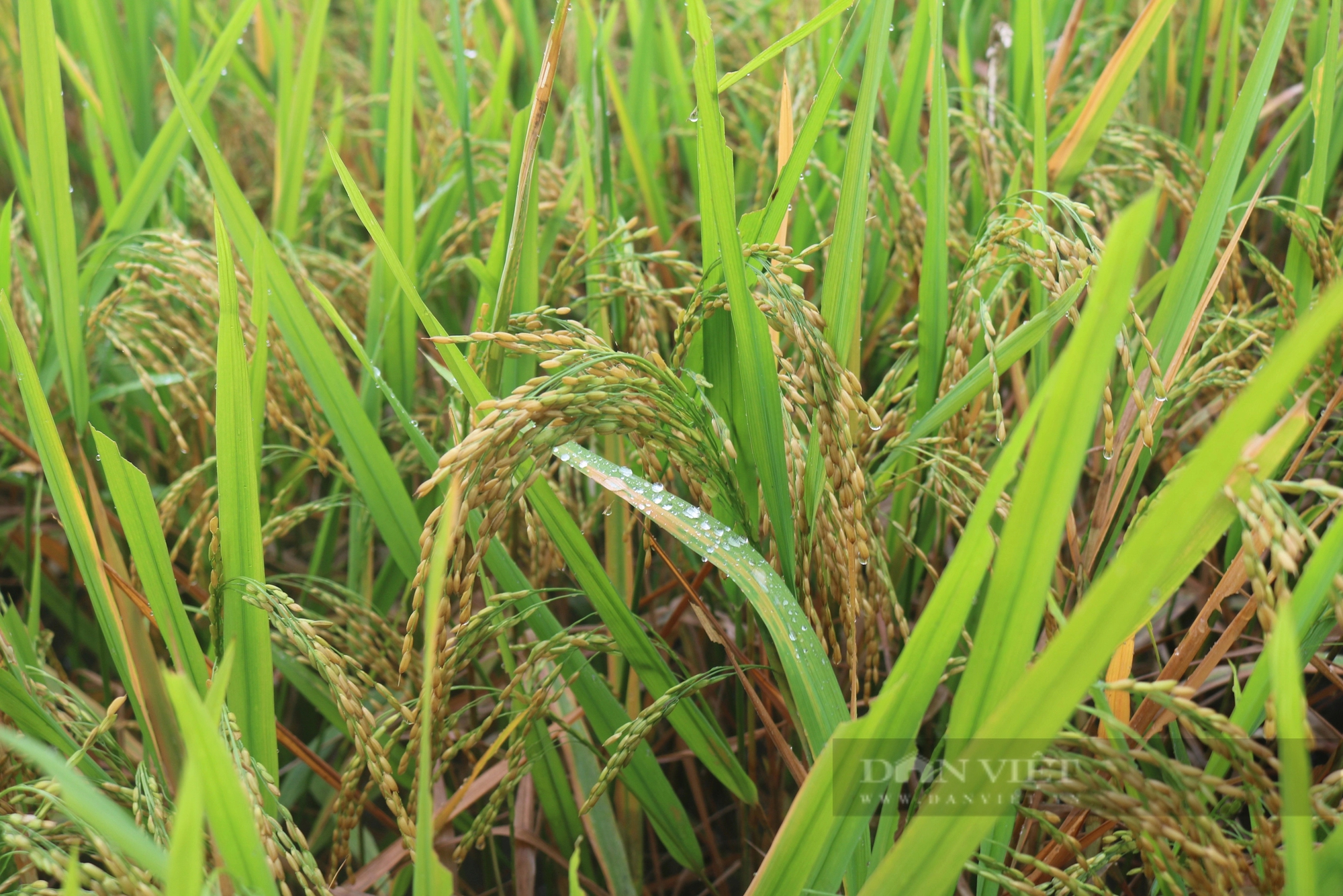 Bón phân NPK vi sinh Lâm Thao, cây lúa ở Lào Cai cho năng suất vượt trội, nông dân lợi đơn lợi kép- Ảnh 5.
