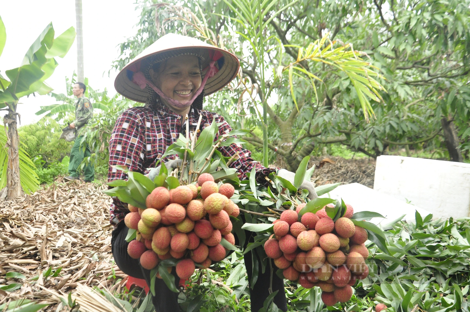 Sản lượng giảm, nông dân ở Quảng Ninh trồng loại vải to như quả trứng, ăn ngọt mát vẫn phấn khởi vì điều này- Ảnh 3.
