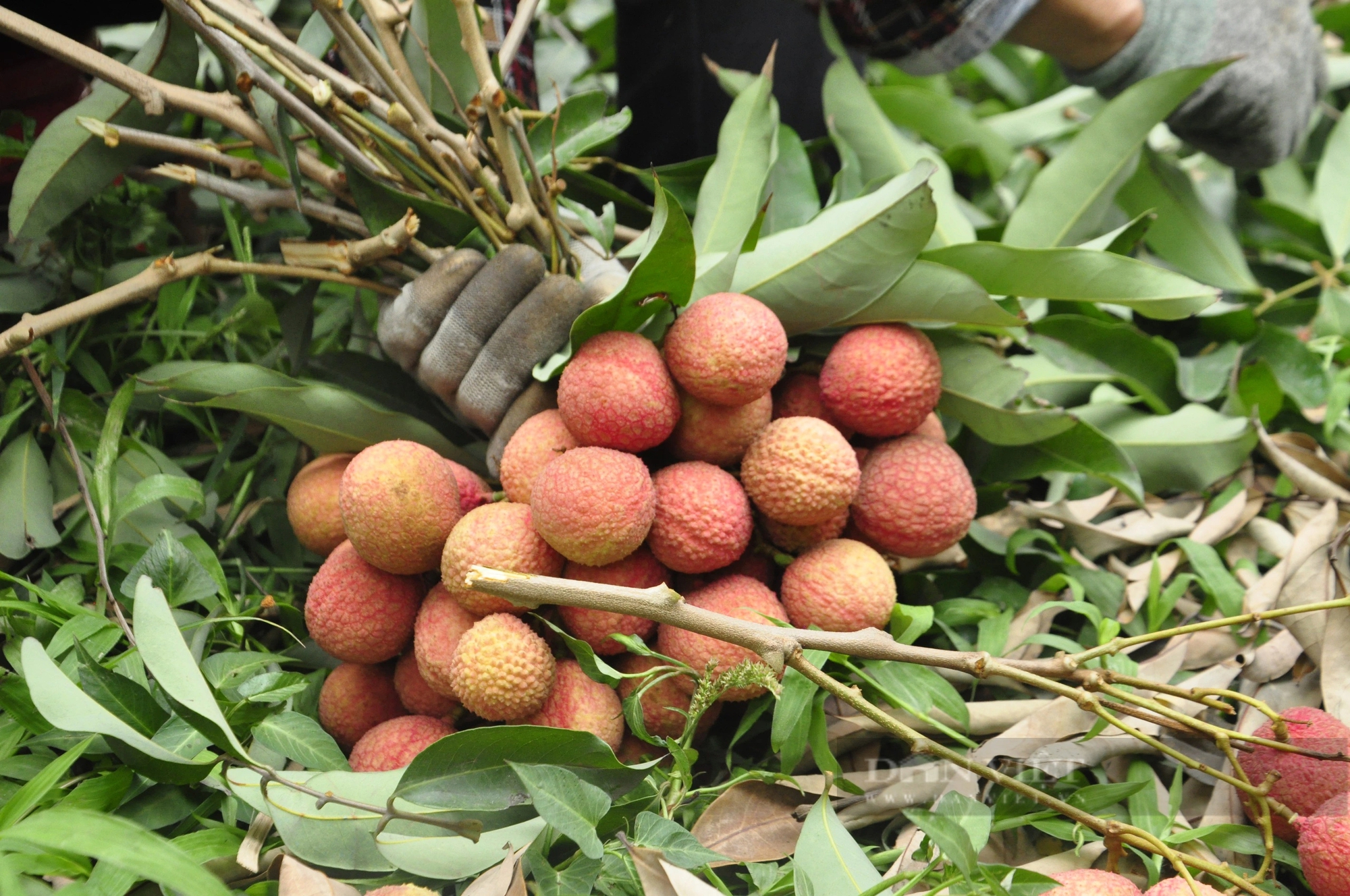 Sản lượng giảm, nông dân ở Quảng Ninh trồng loại vải to như quả trứng, ăn ngọt mát vẫn phấn khởi vì điều này- Ảnh 4.
