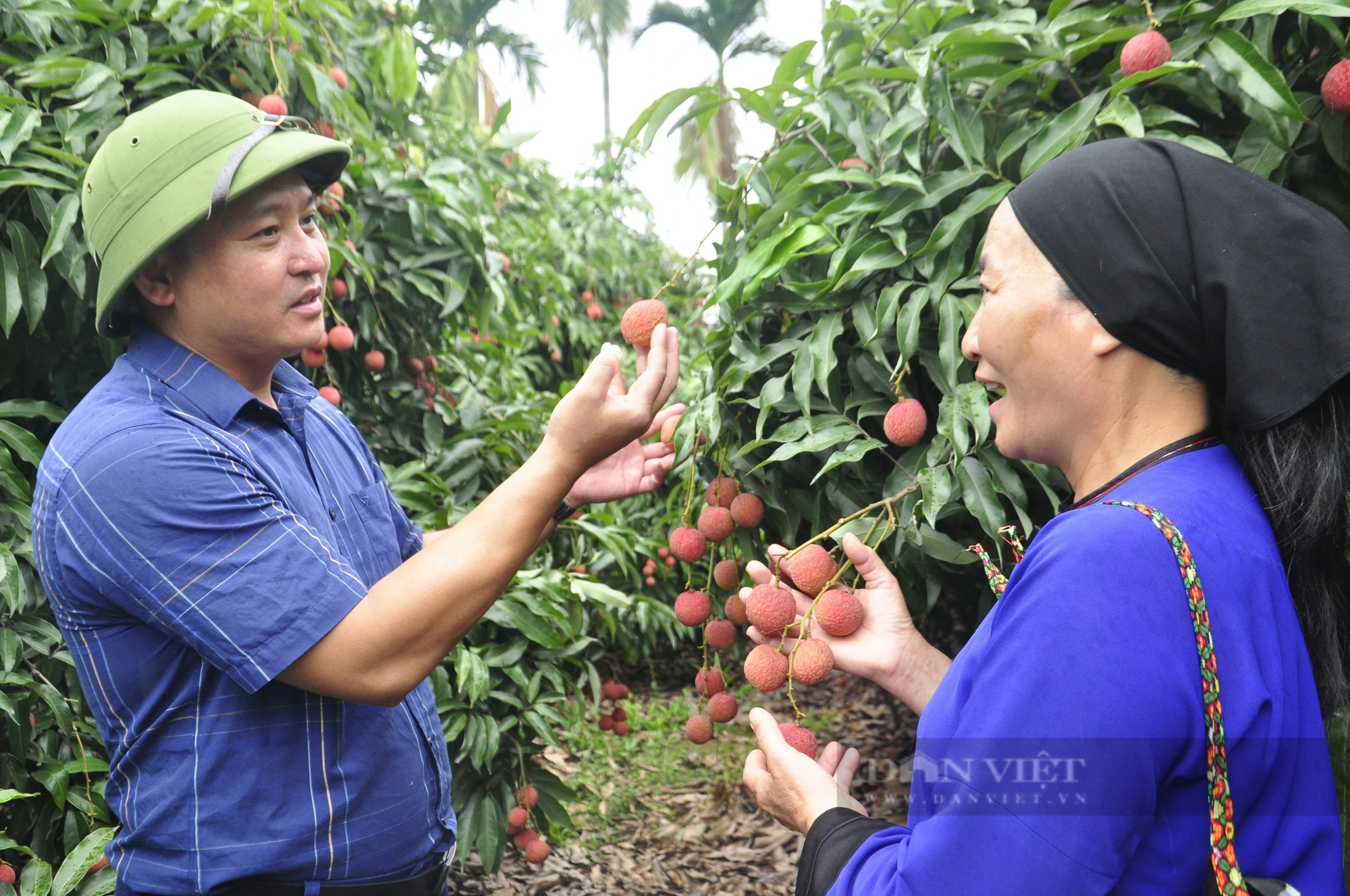 Sản lượng giảm, nông dân ở Quảng Ninh trồng loại vải to như quả trứng, ăn ngọt mát vẫn phấn khởi vì điều này- Ảnh 5.
