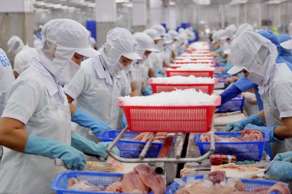 Bất ngờ: Chỉ bán bong bóng một loài cá cho Trung Quốc, Việt Nam đã thu hàng chục triệu USD- Ảnh 1.
