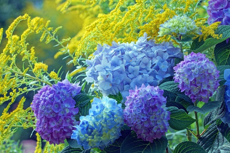 Cây cảnh mùa hè bất tận nở hoa xanh biếc suốt 3 mùa, mang hạnh phúc, điềm lành vào nhà- Ảnh 17.