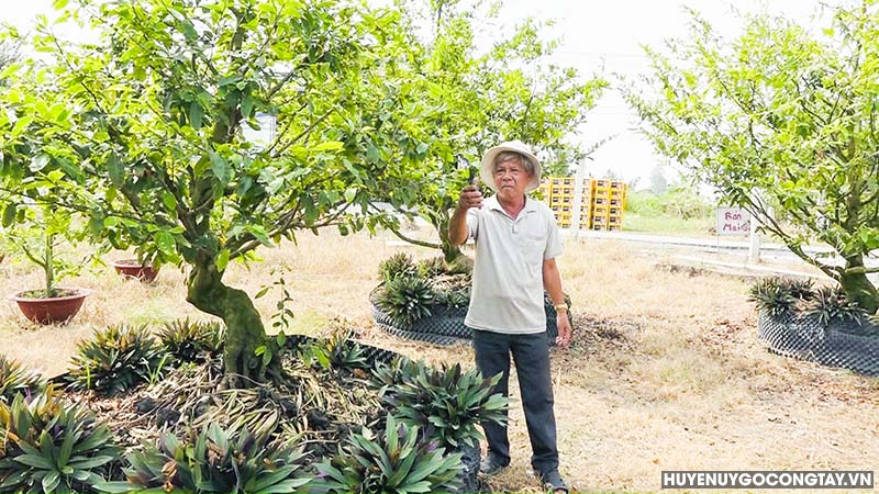 Một xã ở Tiền Giang, nông dân đưa loại cây cảnh đang hot này trồng đất lúa, có cây giá hàng trăm triệu- Ảnh 2.