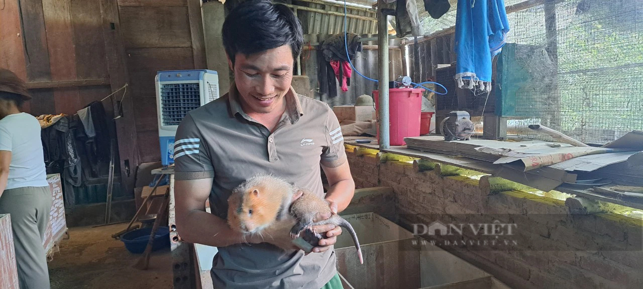 Nuôi loài dúi có đôi má hồng hồng, xinh xinh, chàng trai người Thái ở Sơn La bán 800.000 đồng/kg vẫn đắt hàng- Ảnh 3.