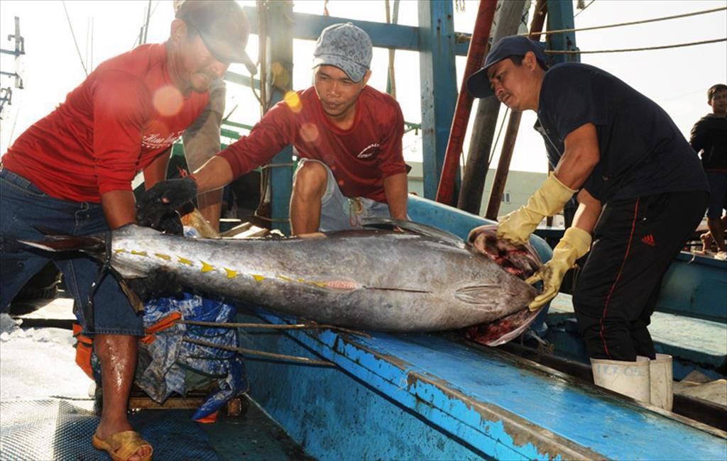 90 quốc gia cùng mua, xuất khẩu một loài cá của Việt Nam sẽ cán mốc tỷ USD trong năm 2024?- Ảnh 1.