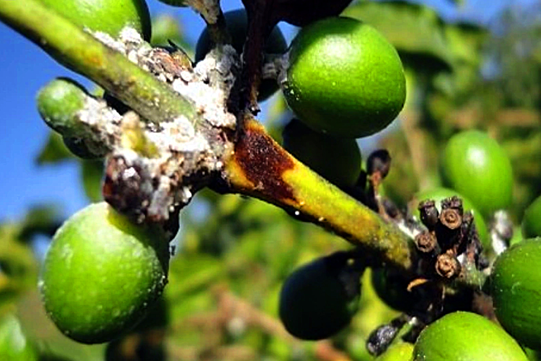 Giai đoạn chuyển mùa, bệnh hại gì trên cây cà phê khiến nông dân Tây Nguyên nơm nớp lo lắng?- Ảnh 2.