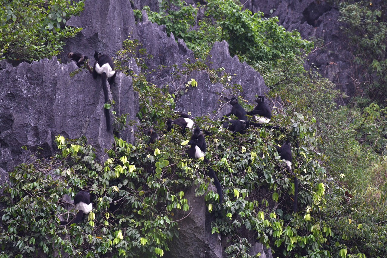 Khoảng 200 con động vật hoang dã mông trắng như tuyết, quý hiếm sống trên núi đá vôi ở tỉnh Ninh Bình- Ảnh 5.