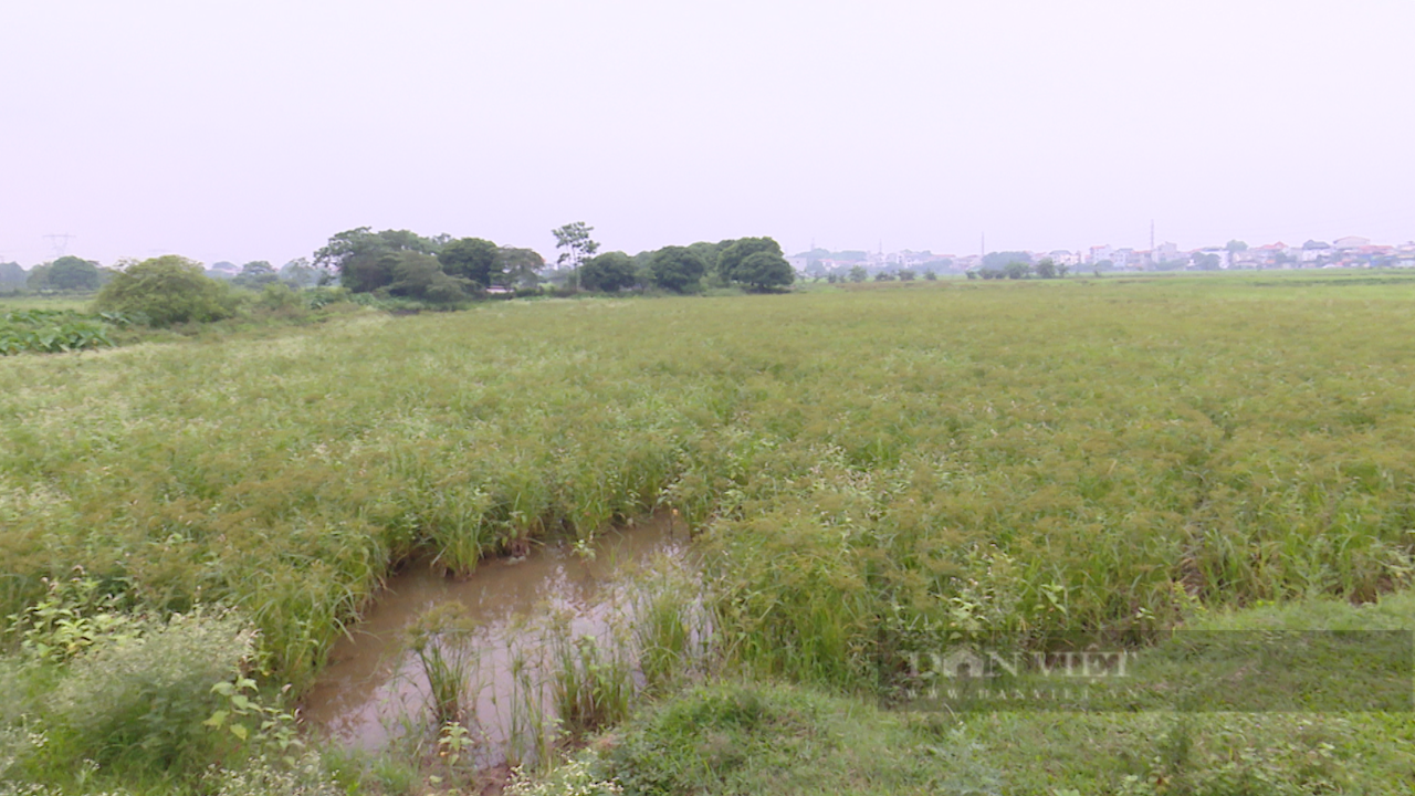 Nước thải đen ngòm quanh những ruộng lúa để hoang hóa ở Hà Nội- Ảnh 4.