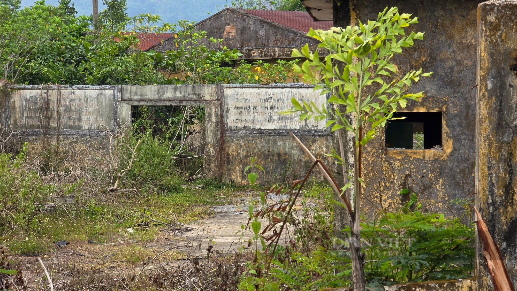 Cảnh hoang tàn khó tin tại trung tâm dạy nghề rộng gần 40.000 m2 ở Đà Nẵng- Ảnh 6.