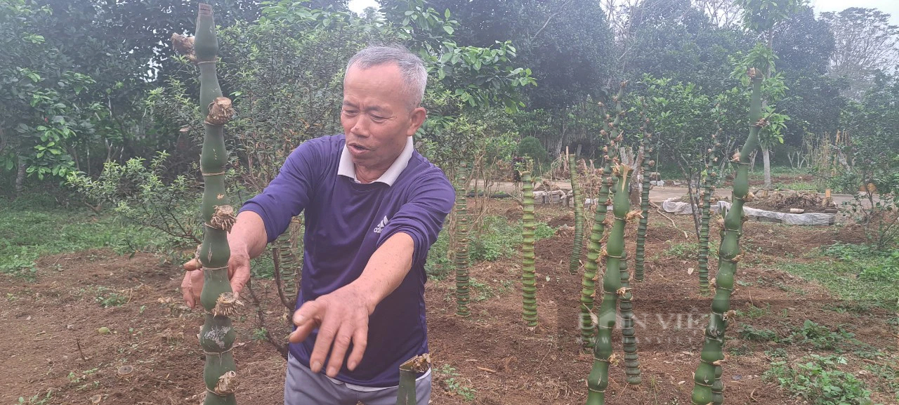 Một người ở Hòa Bình trồng tre la liệt trên đồi, từng tặng Hà Nội 1.000 cây tre uốn thế hình rồng "long giáng"- Ảnh 1.
