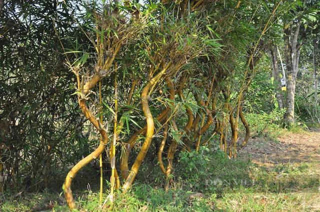 Một người ở Hòa Bình trồng tre la liệt trên đồi, từng tặng Hà Nội 1.000 cây tre uốn thế hình rồng "long giáng"- Ảnh 3.