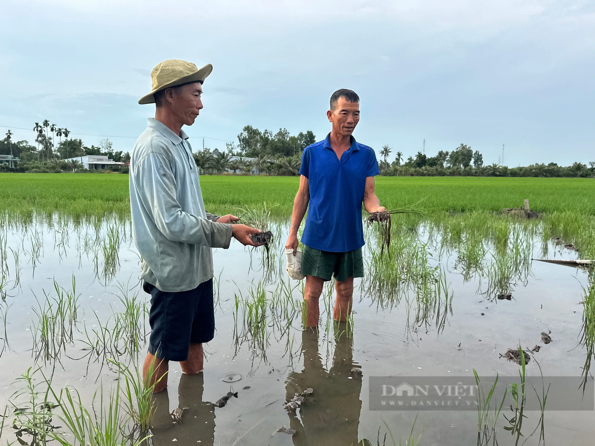 Có hay không lúa chết do làm đường cao tốc ở Hậu Giang?: Cần làm rõ nguồn cát từ đâu, cát sông hay cát biển- Ảnh 1.