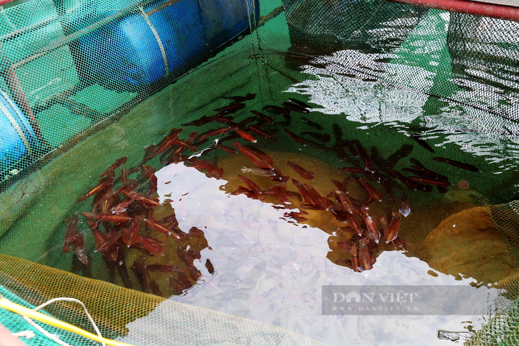 Dân nuôi hải sản lồng bè ở Vũng Áng của Hà Tĩnh đang “hốt bạc” nhờ bán con gì giá 1 triệu/kg?- Ảnh 3.
